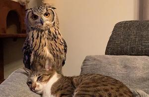 Owls Share Cat-Like Traits, Love Playing with Cat Wands, and Are Very Cute