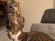 Despite Appearing Fierce, Owls Lose Their Resistance to the Feather Wand Before Cats – Is This Due to Interactions with Cats?