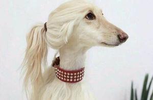 Afghan Hound