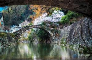 As winter fades, spring arrives, cherry blossoms bloom by the stone bridge, and this cherry tree has stunned the entire ancient village.