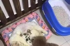 The Family Cat Gave Birth to Kittens, But Her Teddy Bear (Dog) Was Completely Busy!
