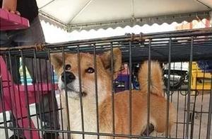 A Rescued Dog, Its Appearance Is Extremely Cute