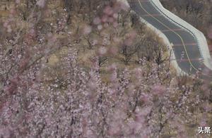 Romantic Mountain Roads to Spring: A Hundred-Mile Sea of Cherry Blossoms and Apricot Blossoms – Beijing’s Most Beautiful Suburban Highway at its Peak Viewing Time