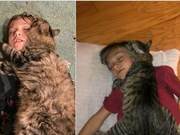 A Cat Who Must Sleep on the Little Master's Body - Such a Rare and Affectionate Cat!