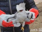 Guangrao Black-shouldered Kite Rescue and Release