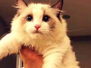What is the average price of Ragdoll cats? How much can you consider buying a Ragdoll cat?