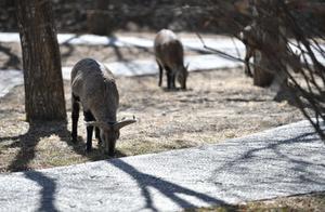 In the Spring Light, Encountering the 'Elves' of Helan Mountain