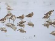 34 Critically Endangered Spoon-billed Sandpipers Discovered in Zhanjiang, Guangdong