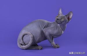 Want to Raise a Cat? First Ask if Your Wallet Can Afford It, Besides Ragdoll, There Are These Expensive Cat Breeds