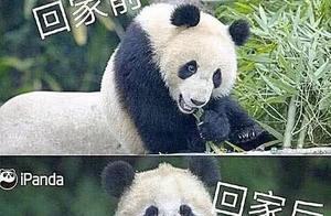 Why are Japanese Pandas Cleaner Than Chinese Pandas? Panda: Please Investigate What the Japanese Did