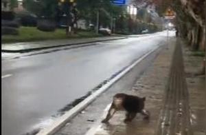 Did a Golden Monkey Wander Down from Emeishan Mountain to Forage? The Truth Lies Here