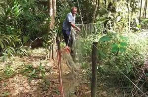 Two King Cobras Engage in Passionate Mating, Entangled in Net, Rescued