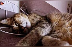 Woman Endures Pain to Bury Her Beloved Cat, Tears Flow Uncontrollably Upon Seeing Its Gift