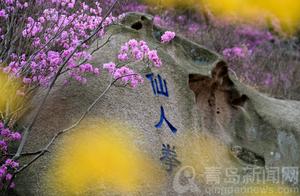 Early-Blooming Rhododendrons of Mount Da Zhoushan, with Yellow Loosestrife Complementing the Rhododendron Red
