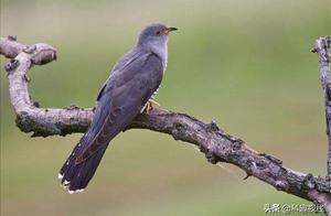 The Most Disgusting Bird, Which Lays Eggs in Other Birds' Nests, Allowing Other Birds to Raise Its Young!