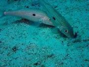 Water's Mirror Sea Fish (132): Black Spot Goatfish (5) - Black Spot Goatfish (Similan)