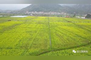 Maobi Town, Lianjiang: Thousands of Acres of Rapeseed Flowers Bloom, Transforming the Land into Gold