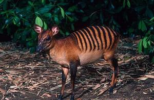 16 Uncommon Animals, How Many Do You Know? The 13th Species Discovered in 2009