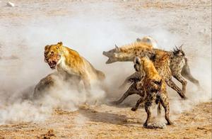 Dogs always snatch lions' food, why don't lions eliminate all hyenas?