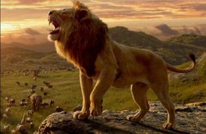 Appreciation of Beautiful Animal Pictures