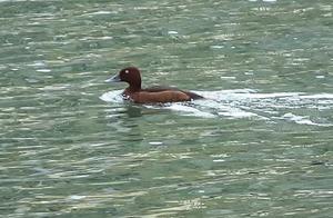 Come and Take a Look! Have You Ever Seen Dark-Colored Ducks with White Eyes?