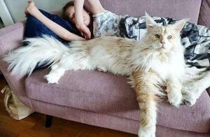 Giant Maine Coons (120cm Height, 3000-Year-Old Breed)