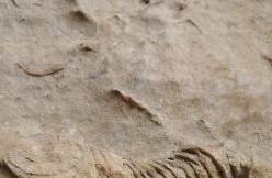 Complete Fish Fossil, Mysterious Rock Paintings Discovered in New Unnamed Cave in Luzhou, Sichuan