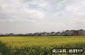 Live Spring | Community Matchmaking Competition⑦: Huaxin Village, Hangzhou: Where the Famous Rapeseed Flower Fields Are, Absolutely Stunning!
