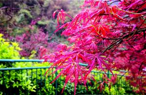 Wudang Maple Valley, the Maple Leaves Have Turned Red