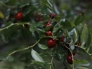Ma Wendu: Sour Plums