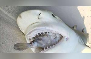 A Shark Ate a Pufferfish and Became 'The Last Supper'
