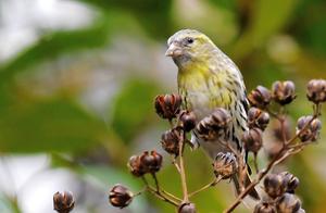 New South Sparrowhawk (Yellow Finch)