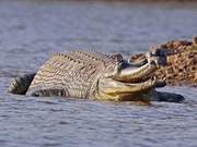 Crocodiles: 200 Million-Year-Old Freshwater Dominators, Outcompeting Mammals