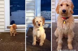 Changes in Dogs from Childhood to Adulthood: The Cute Factor Remains!