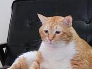 Do You Use the Right Method to Help Your Cat Lose Weight? This Is the Correct Starting Point for Cat Weight Loss