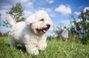 Attention Owners, Don't Call Your Bichon Frise by Its Name in These 5 Situations