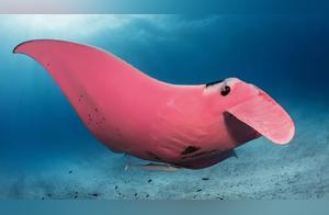 Photographer Captures Rare Pink Ray, It's Surprisingly Pink! The Contrast with Its Kind Is Extremely Striking