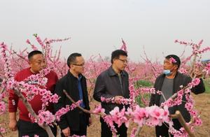 Miaotang Town Ten Miles of Peach Blossoms and Ten Miles of Fragrance