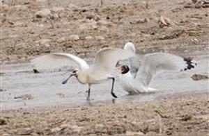 Geese and Swans 'Battle' at Beikouhe River Wetland Park
