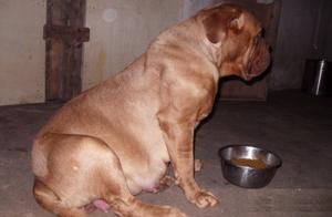 The Gentle Bordeaux Dog, Featuring the Largest Head in the World Among Dogs