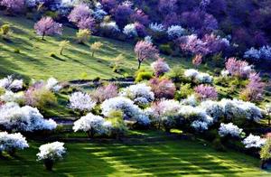 Magnificent Primitive Wild Apricot Groves – Tuergen, Ili Yili, Xinjiang