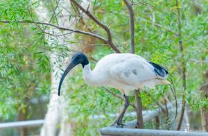 The Most Interesting Private Wildlife Park in Adelaide: Free Koala Hugs and Kangaroos