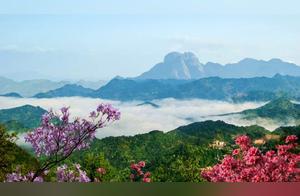 A Spring Date with Mingtang Mountain: A Complete Guide to Admiring High Mountain Azaleas