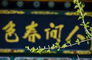 Peach Blossoms Tremble, Break the Spring Wind, March Brings Intense Spring Vigor