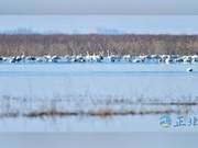 Over 3,000 Swans Visit Baotou's Nanhai Wetland