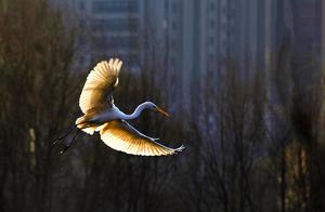 White Herons of the Fenhe Wetlands