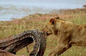 Lions appear to be very afraid of crocodiles, but tigers are not afraid and even hunt them – are the crocodile species different?