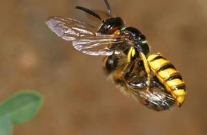 How Amazing Are Animal Defenses? Bee-Wolf Larvae Produce 'Toxic Gas' Before Hatching