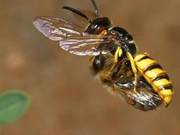 To Protect Itself, Bee-Wolf Eggs Produce Toxic Gases to Prevent Mold Growth