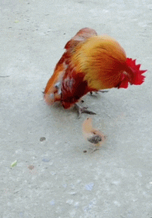 搞笑gif:姑娘的这个一字马太厉害了